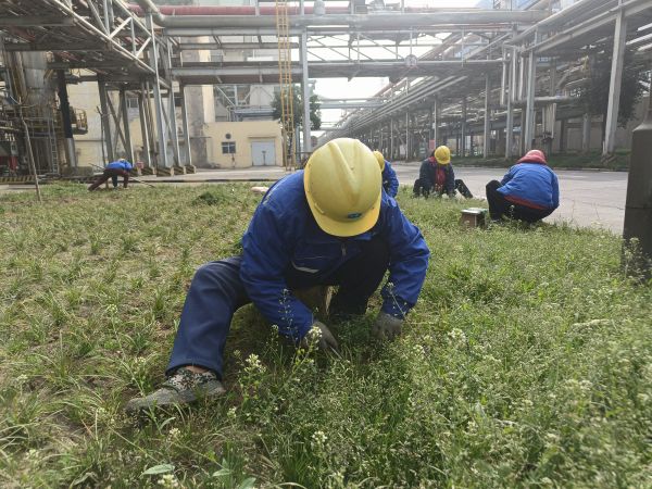 3月22日，行政保衛(wèi)部趙師傅等人在道路兩旁清除雜草。.jpg