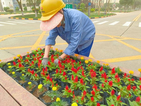 行政保衛(wèi)部趙師傅等人在公司主干道上擺放鮮花。.jpg