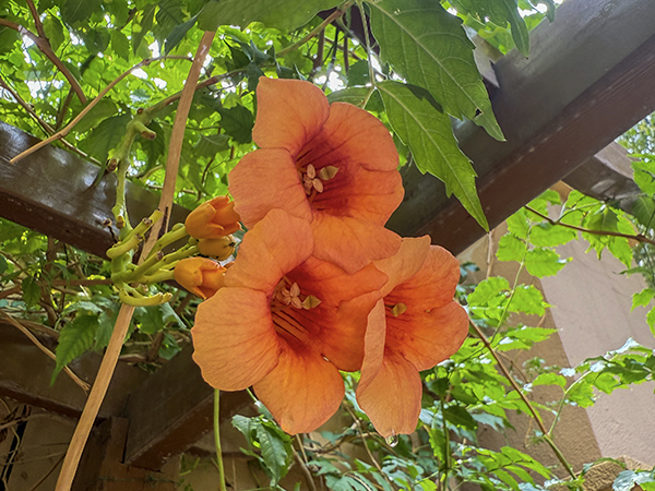 凌霄花2.jpg